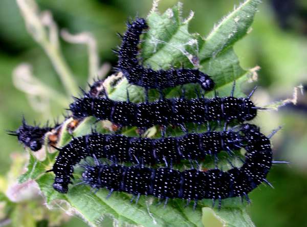 Catterpillars of the peacock butterfly