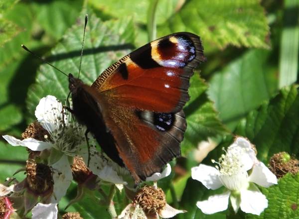 Peacock butterfly, West Wales UK, 2020