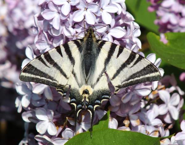 Scarce Swallowtail butterfly, southern France