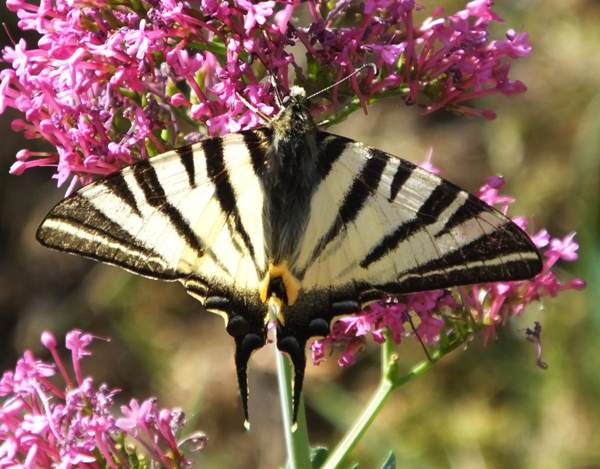 Scarce Swallowtail butterfly, southern France 2022