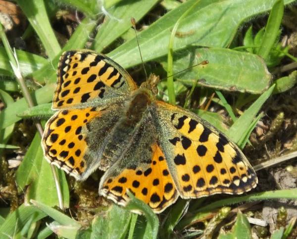 Queen of Spain Fritillary butterfly, Issoria lathonia, south-west France