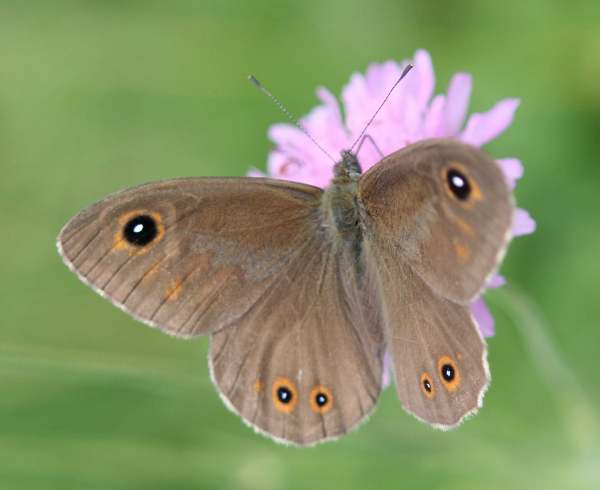 Large Wall Brown Butterfly - Lasiommata maera (male)