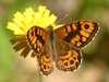 Lasiommata megera, Wall Brown butterfly