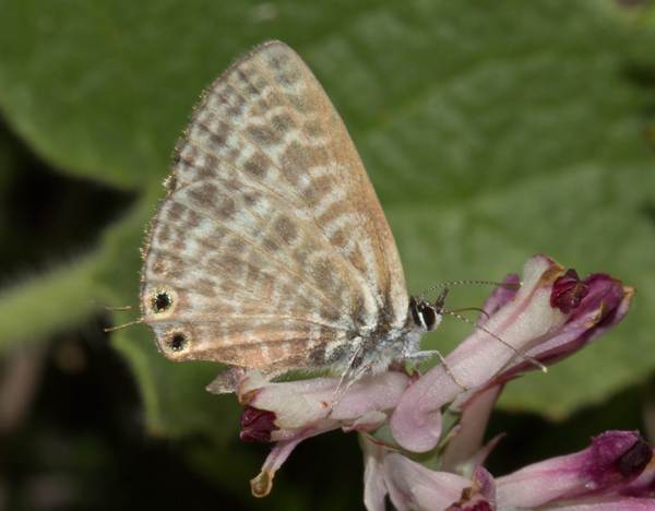 Lang's Short-tailed Blue, Leptotes pirithous