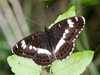 Limenitis camilla - White Admiral butterfly