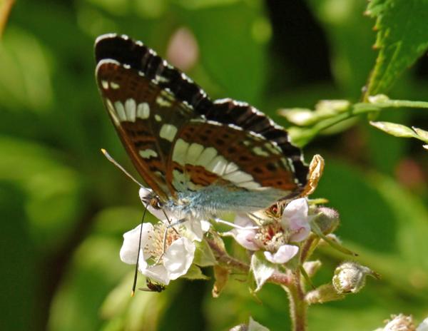 White Admiral, closed-wing view