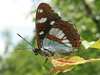 Limenitis reducta - Southern White Admiral butterfly