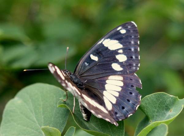 Upperside of Southern White Admiral Butterfly - Limenitis reducta