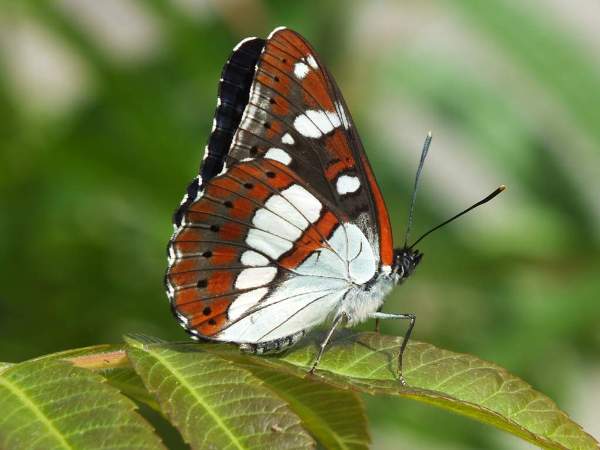 Underside of Southern White Admiral Butterfly - Limenitis reducta, Vercors region of France