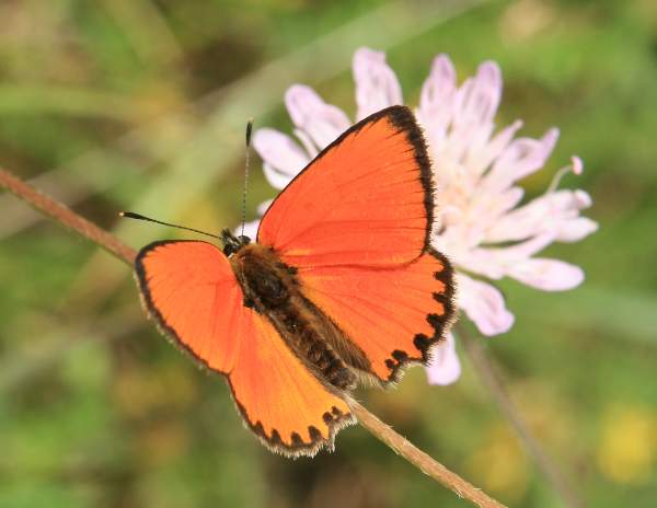 Large Copper butterfly - male, Bulgaria