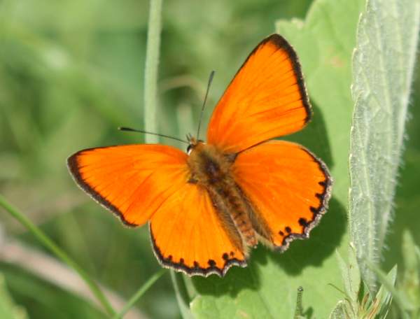 Large Copper butterfly - male