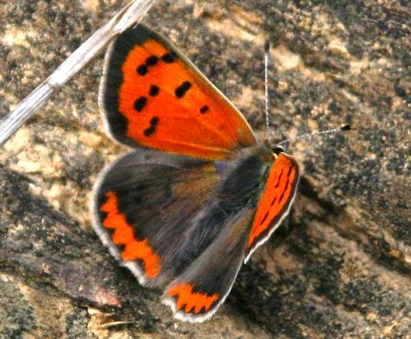 Small Copper photographed in Wales