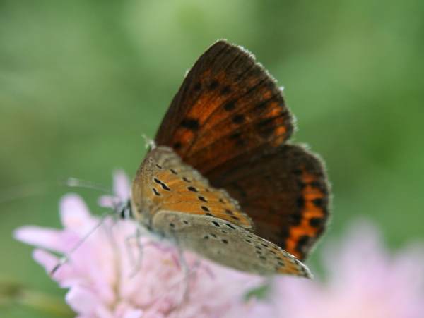 Small Copper butterfly, underwing