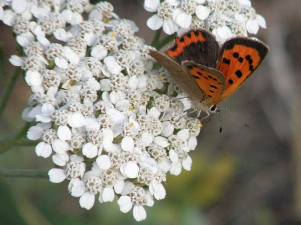 Small Copper butterfly, on Sneezewort