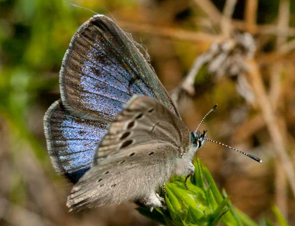 Large Blue Butterfly, Maculinea arion