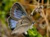 Large Blue butterfly, Maculinea arion