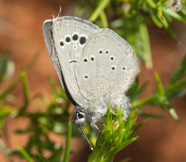 Large Blue Butterfly, Maculinea arion, Portugal