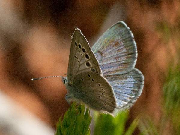 Large Blue Butterfly, Maculinea arion, Algarve, Portugal