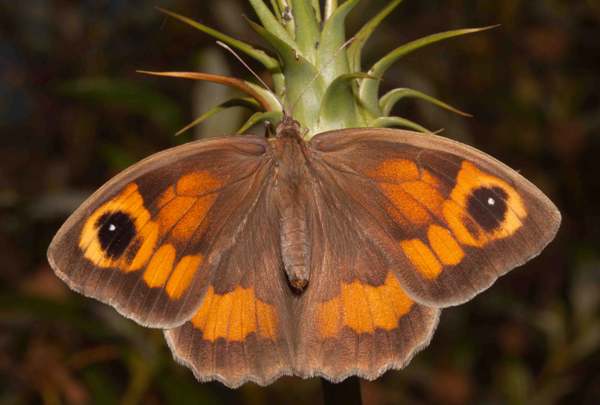 Meadow Brown butterfly, Portugal