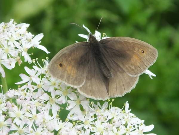 Meadow Brown butterfly, Yorkshire