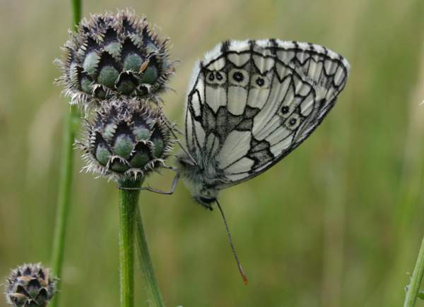 Marbled White Butterfly - Melanargia galathea