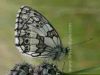 Marbled White butterfly, Melanargia galathea