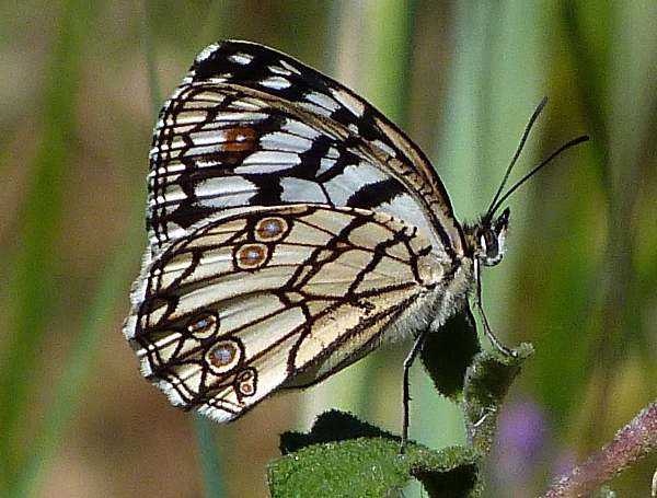 Spanish Marbled White Butterfly, Melanargia ines, Carvoiero, Portugal