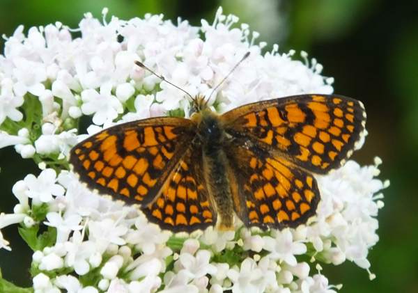 Upperside of wings of Provencal Fritillary butterfly, southern France