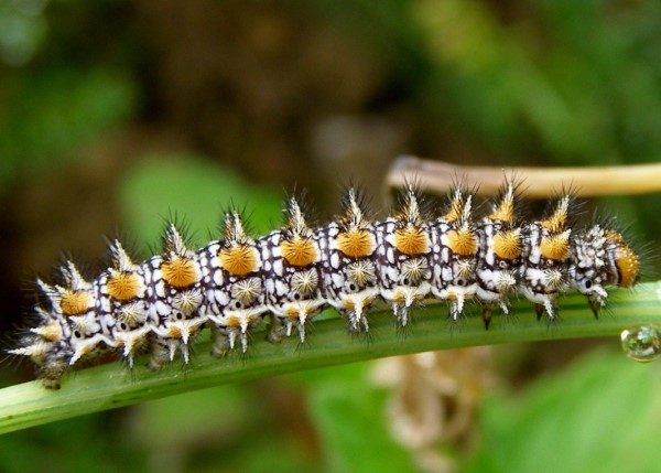 Caterpillar of the Spotted Fritillary