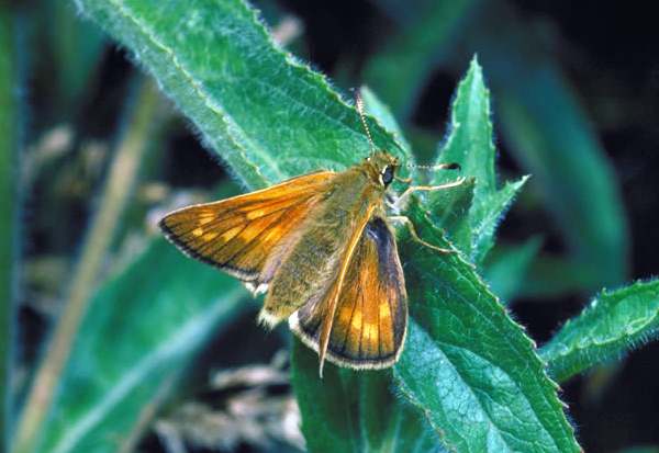 Large Skipper Butterfly , Ochlodes sylvanus, Wales