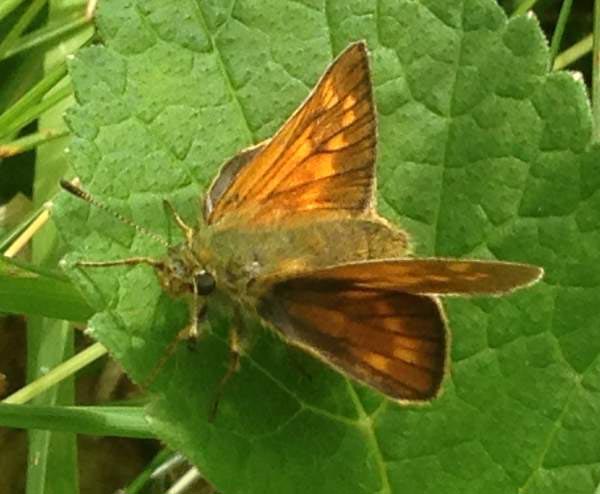 Large Skipper Butterfly , Ochlodes sylvanus