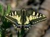 Common Swallowtail butterfly, Papilio machaon