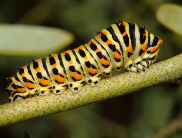 Larva of the Swallowtail  butterfly