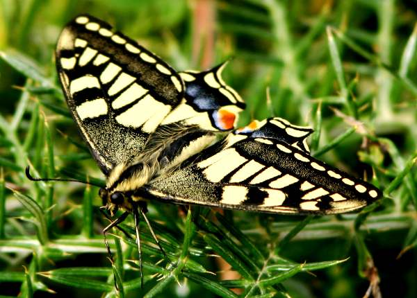 Swallowtail butterfly, underwing view