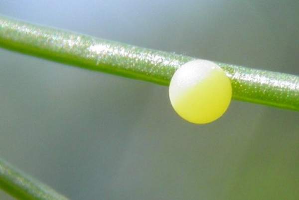 Egg of Common Swallowtail butterfly