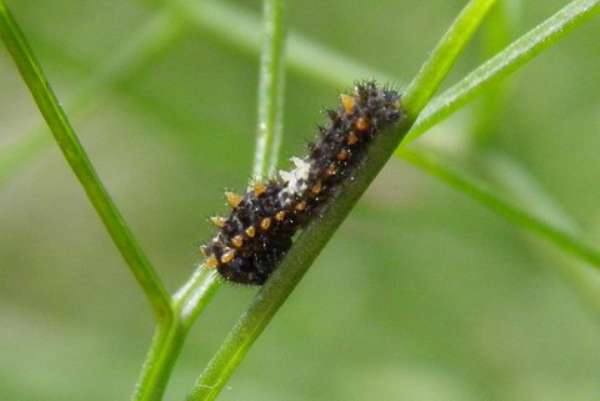 Young caterpillar of the Common Swallowtail butterfly