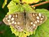 Speckled wood butterfly, Pararge aegeria