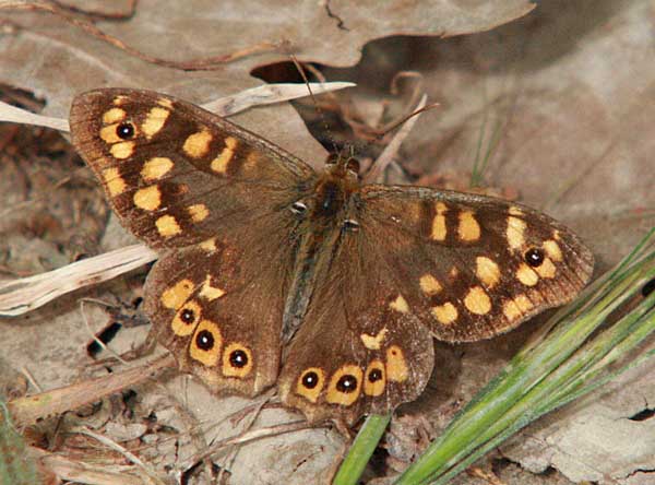 Speckled Wood, Crete