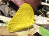 Phoebis sennae - Cloudless Sulphur butterfly