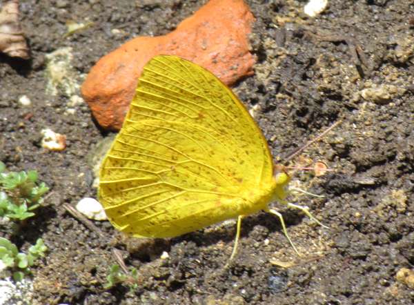 Cloudless Sulphur Butterfly, Phoebis sennae, Barbados
