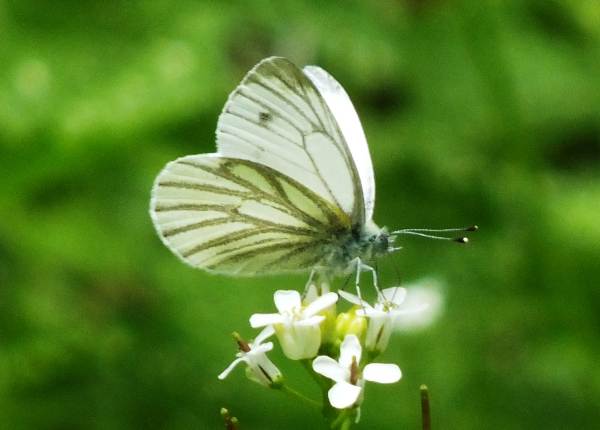Green-veined White butterfly, Ardeche