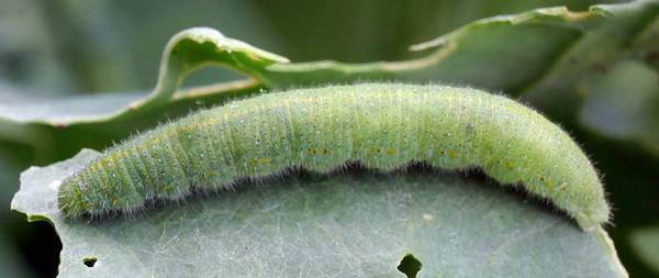 Larva if the Small White butterfly