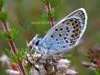 Silver-studded blue butterfly