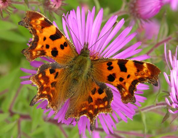 Comma butterfly, dorsal view