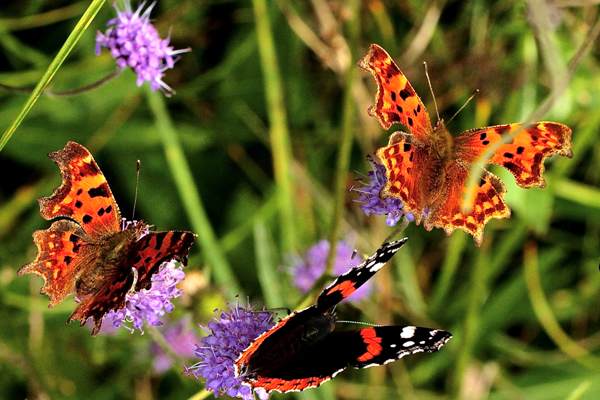 Comma butterflies with a Red Admiral