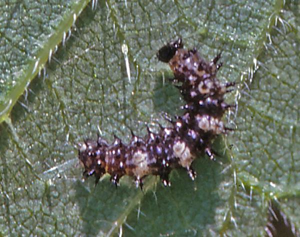First instar larva of a Comma butterfly