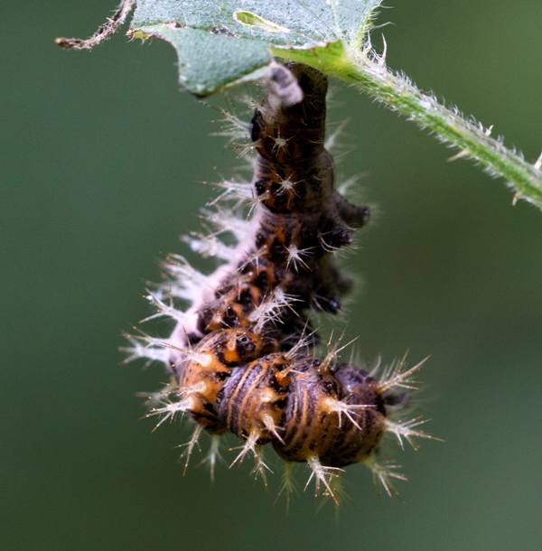 Comma larva about to pupate