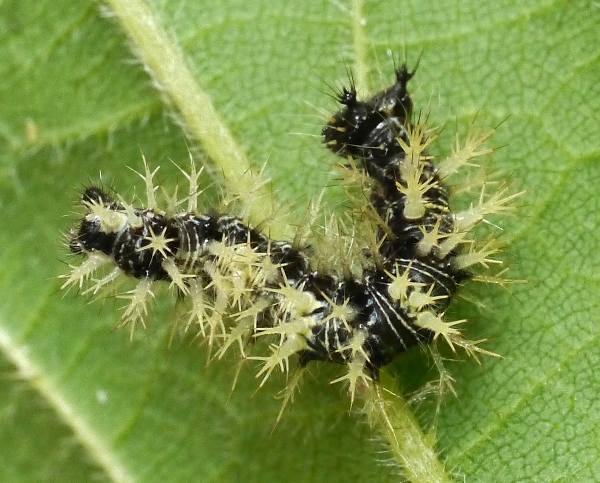 Early instar Comma larva