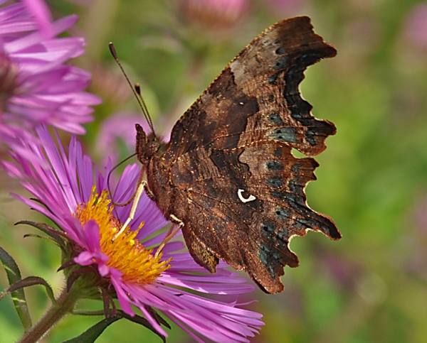 Comma underwing, showing the white marking