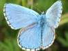 Cupido lorquinii - Lorquin's Blue butterfly